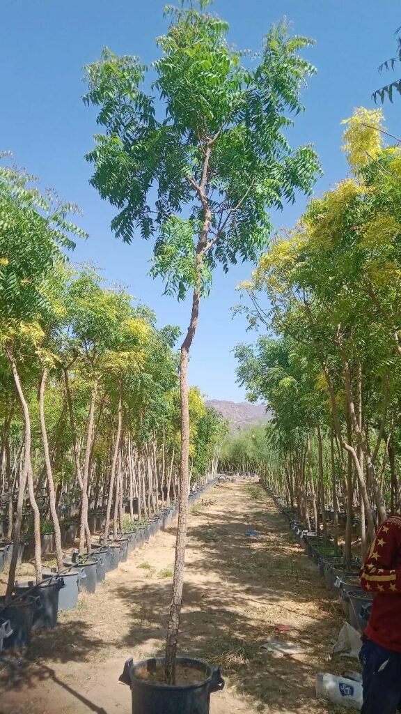 احواض الزرع بالرياض-احواض زرع الرياض055164162 whatsapp image 2025 10 25 at 10.31.14 pm (1)