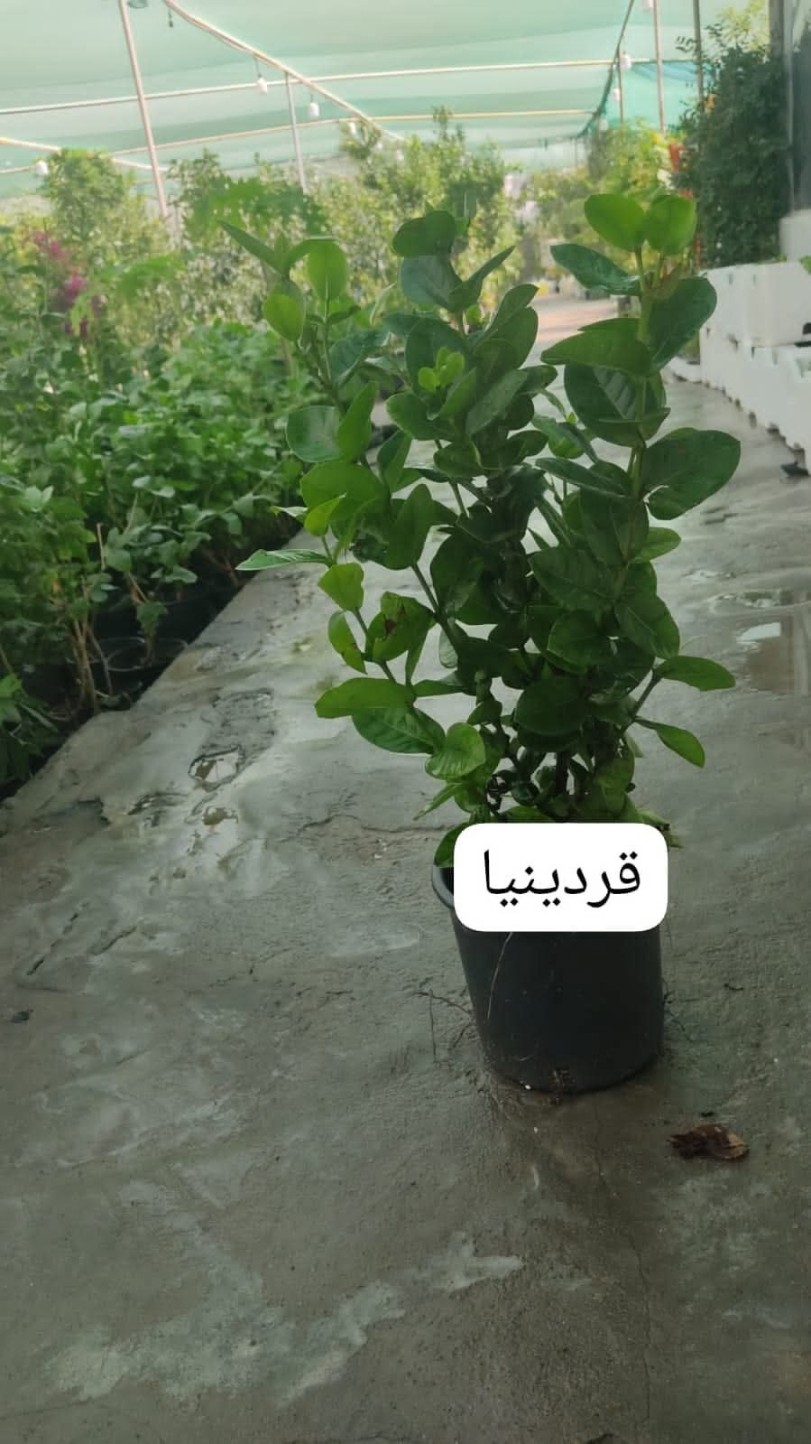 whatsapp image 2025 10 25 at 10.31.14 pm (10)