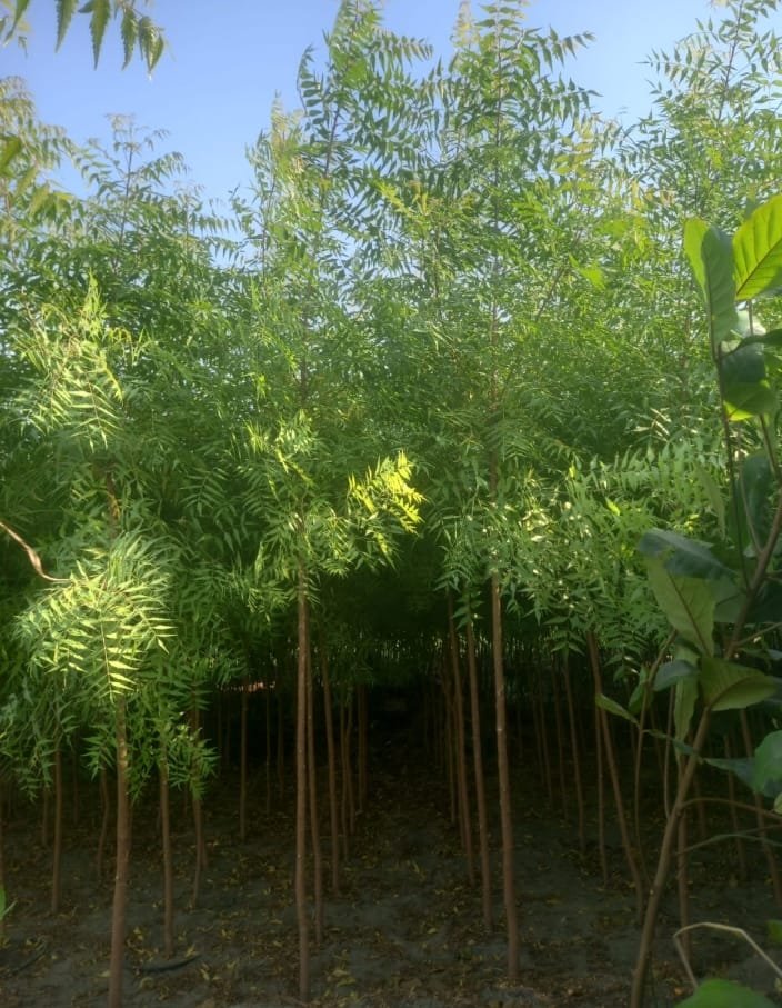 احواض الزرع بالرياض-احواض زرع الرياض055164162 whatsapp image 2025 10 25 at 10.31.14 pm (11)