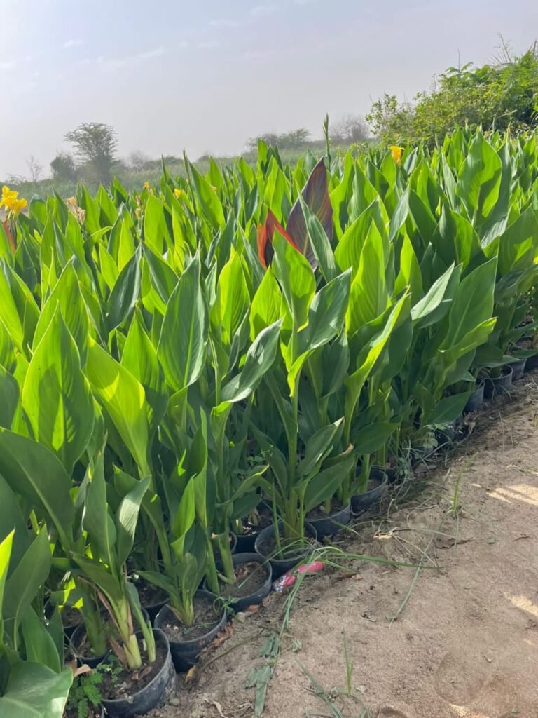 احواض الزرع بالرياض-احواض زرع الرياض055164162 whatsapp image 2025 10 25 at 10.31.14 pm (14)