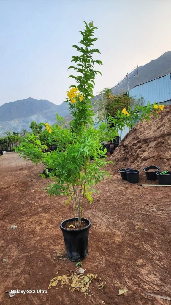 احواض الزرع بالرياض-احواض زرع الرياض055164162 whatsapp image 2025 10 25 at 10.31.14 pm (3)