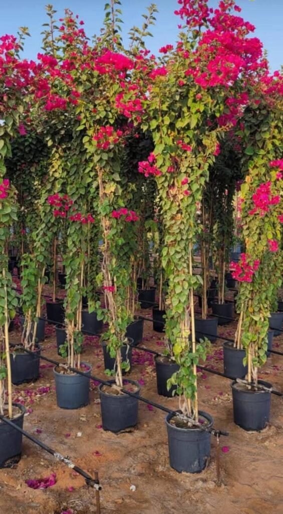 احواض الزرع بالرياض-احواض زرع الرياض055164162 whatsapp image 2025 10 25 at 10.31.14 pm (5)