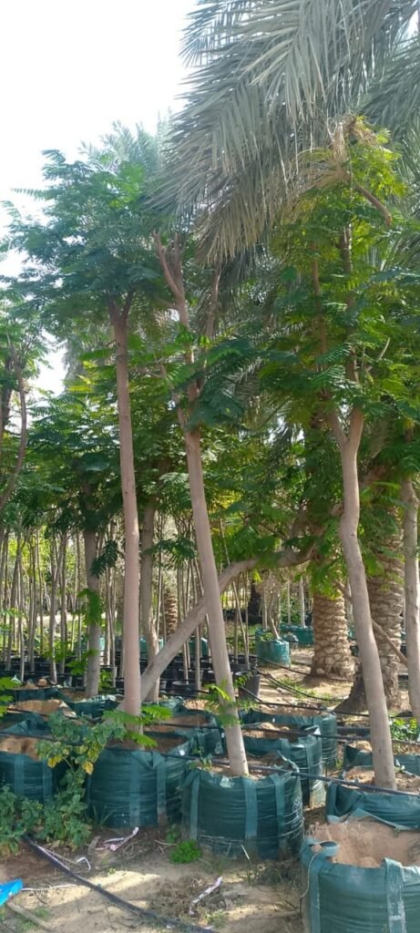 احواض الزرع بالرياض-احواض زرع الرياض055164162 whatsapp image 2025 10 25 at 10.31.14 pm (6)