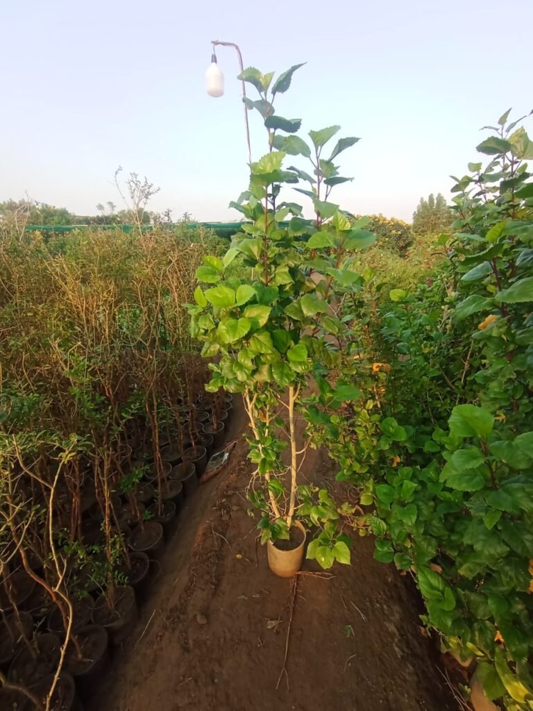 احواض الزرع بالرياض-احواض زرع الرياض055164162 whatsapp image 2025 10 25 at 10.31.14 pm (8)