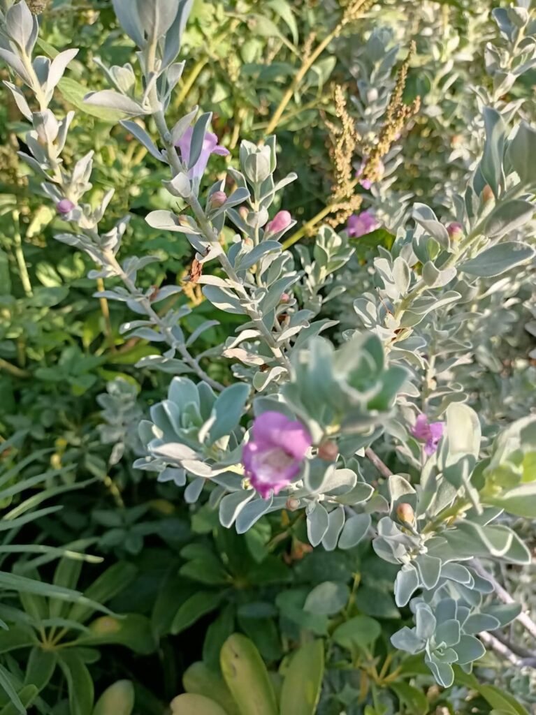 احواض الزرع بالرياض-احواض زرع الرياض055164162 whatsapp image 2025 10 25 at 10.31.14 pm (9)